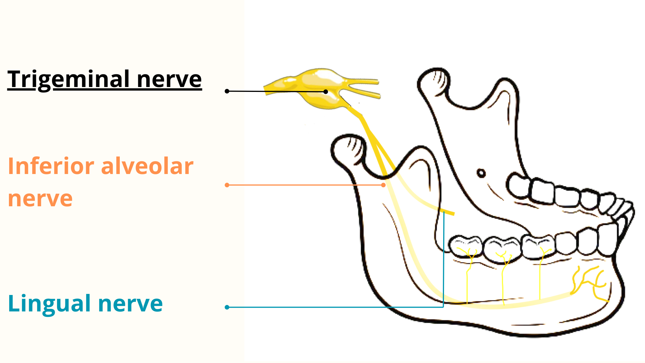 Trigeminal nerve branches off towards the lower jaw to give the inferior alveolar nerve and the ligual nerve