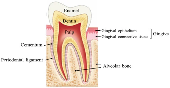 the tooth protective layers and periodontal tissues