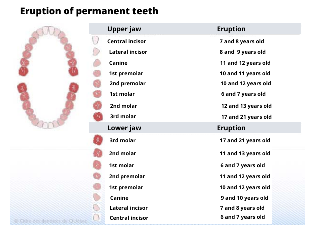 the eruption date of permanent teeth