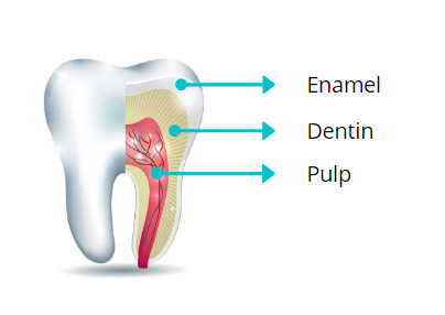 The three tooth layers: Enamel, Dentin, and Pulp
